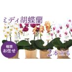 花 お任せ ミディ胡蝶蘭 2本立ち 鉢花 らん