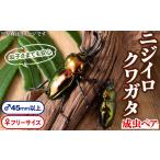 生き物 A76002 ニジイロクワガタ 成虫ペア