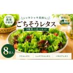 野菜類 朝採れ発送 ごちそうレタス 3種食べ比べセット 8袋