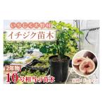 花 苗木 ガーデニング 園芸 イチジク 2年物