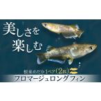 生き物 フロマージュロングフィン 1ペア 2匹