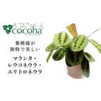 苗木 葉模様が独特で美しい マランタ レウコネウラ
