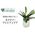 苗木 葉模様が独特で美しい カラテア ランシフォリア