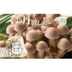 野菜類 きのこ 大粒丹波しめじ 石づきカット