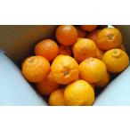 ふるさと納税 みかん・柑橘類 熊本県 熊本市 しらぬい柑 5kg（ご家庭用） みかん 果物 くだもの 柑橘 フルーツ 河内 2026年2月上旬〜4月下旬迄順次発送予定