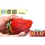 ふるさと納税 いちご 京都府 舞鶴市 2026年1月中旬以降発送 いちご 章姫 480g前後 ( 特大粒 ) いちご 苺 イチゴ 果物 フルーツ 箱入り 完熟 真っ赤 おいしい …