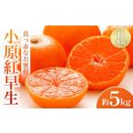 ふるさと納税 果物類 みかん 香川県 小豆島町 2025年11月中旬より発送 特秀品 真っ赤なお蜜柑「小原紅早生」約5kg