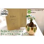 陶磁器 漆器 ガラス feliceフェリーチェ