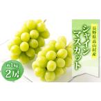 ぶどう マスカット 2026発送 信州 産シャインマスカット 約…