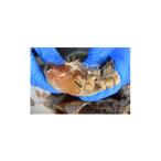 魚貝類 浜名湖産 ワタリガニ ガザミメス カンジャンケジャ…