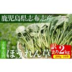 野菜類 訳あり 志布志湾ほうれん草 計2kg