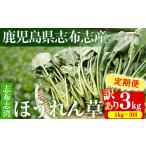 野菜類 定期便3回 訳あり 志布志湾ほうれん草 計3kg