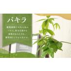 花 苗木 パキラ 観葉植物 植物 プラント 園芸