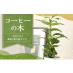 花 苗木 コーヒーの木 観葉植物 植物 プラント