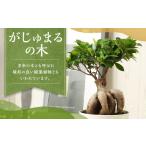 花 苗木 がじゅまるの木 観葉植物 ゴムの木