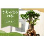 花 苗木 がじゅまるの木 Lサイズ 観葉植物