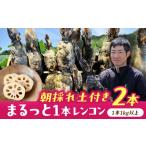 人参 大根 他根菜 \毎年 れんこん 2kg