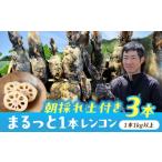 人参 大根 他根菜 \毎年 れんこん 3kg