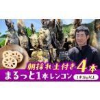 人参 大根 他根菜 \毎年 れんこん 4kg