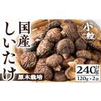 ふるさと納税 野菜類 きのこ 鹿児島県 曽於市 国産しいたけ(計240g・2袋) しいたけ きのこ 常温 九南サービス(タマチャンショップ) A500-v01