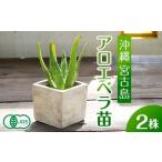 野菜類 アロエベラ 苗 2株