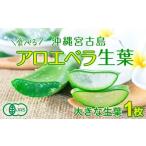 野菜類 アロエベラ 食用 大きな生葉 1枚