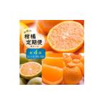 みかん 柑橘類 季節の柑橘定期便A 偶数月