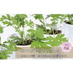 苗木 虫よけ効果 ローズゼラニウム 小サイズ苗