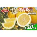 ふるさと納税 果物類 みかん 愛媛県 宇和島市 訳あり 河内晩柑 10kg 植村農園 晩柑 かわちばんかん 和製 グレープフルーツ 訳アリ 訳あり品 愛媛みかん 愛媛蜜…