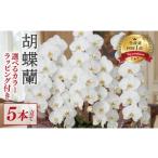 花 指定日配達 胡蝶蘭 5本立て