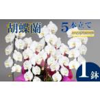 須崎市胡蝶蘭5本立ての贈り物ガイド