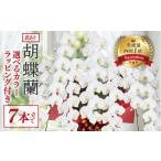 花 訳あり 指定日配達 胡蝶蘭 7本立て