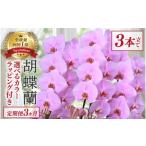花 定期便3ヶ月 胡蝶蘭 3本立て