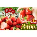 ふるさと納税 いちご 栃木県 真岡市 2026年先行予約 定期便3回 朝採れいちご とちあいか (1月1000g,2月1000g,3月1400g) 真岡市 栃木県 送料無料