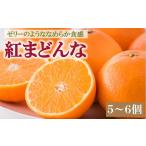 ふるさと納税 みかん・柑橘類 愛媛県 伊予市 紅まどんな 愛媛 5〜6個 みかん 人気 数量限定 柑橘 伊予市 2025年11月下旬順次発送 |B332