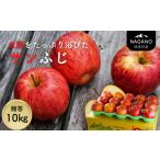 ふるさと納税 りんご 長野県 松川町 MZ11-25A 南信州産 サンふじりんご 約10kg 贈答用 / 2025年12月中旬頃〜配送予定 // 長野県 南信州 さんふじ サンフジ …