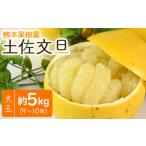 ふるさと納税 みかん・柑橘類 高知県 香南市 文旦 高知 土佐文旦 5kg 大玉9〜10玉 - 果物 フルーツ 柑橘 ぶんたん ブンタン おいしい 特産品 期間限定 数量限…