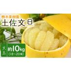 ふるさと納税 みかん・柑橘類 高知県 香南市 文旦 10kg 高知 土佐文旦 10kg 大玉18〜20玉 - 果物 フルーツ 柑橘 ぶんたん おいしい 特産品 先行予約 期間限…