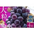 ふるさと納税 果物類 ぶどう 福岡県 広川町 先行予約 2025年7月中旬より発送 ピオーネ 約1.4kg ぶどう ブドウ ぴおーね ピオーネ 葡萄 フルーツ 果物 大粒 …