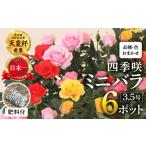 花 おまかせミニバラ20鉢詰め合わせ 11月~4月