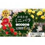 花 定期便 全6回 ミニバラ鉢植 1鉢 6回 お届け月固定