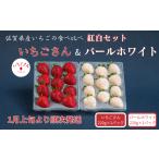 いちご 先行受付 いちごさん&amp;パールホワイト 紅白セット