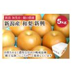ふるさと納税 梨 新潟県 加茂市 2025年先行予約 和梨 新興 5kg(8〜12玉)《11月中旬から順次発送》 果物 なし しんこう 梨 フルーツ 新鮮 ジューシー 産地 …