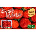 ふるさと納税 いちご 栃木県 壬生町 栃木県産 どっさりとちおとめ 750g | 家庭用 完熟 朝摘み 苺 いちご イチゴ とちおとめ 果物 フルーツ 秀品 栃木県 壬生…