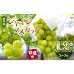 ふるさと納税 ぶどう マスカット 長野県 松本市 先行受付 信州産 シャインマスカット 約1.2kg(2房〜3房) 2025年9月〜発送 |ふるさと納税 信州 松本 シャイン…