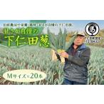 fu.... налог овощи вид лук порей Gunma префектура внизу . рисовое поле блок ... вызывающий чувство гордости внизу . рисовое поле .(M размер 20шт.@)...... лук порей лук-батун король лук порей dono sama лук порей Special производство питание вдоволь бренд...