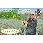 fu.... налог овощи вид лук порей Gunma префектура внизу . рисовое поле блок ... вызывающий чувство гордости внизу . рисовое поле .(L размер 20шт.@)...... лук порей лук-батун король лук порей dono sama лук порей Special производство питание вдоволь бренд...