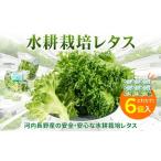 野菜類 レタス 6個