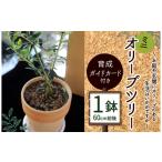 苗木 ミニ オリーブツリー 1鉢 育成ガイドカード付き