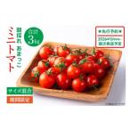 fu.... налог помидор мини помидоры Ibaraki префектура олень . город предшествующий предварительный заказ 2026 год 5 месяц средний . примерно ~ последовательный отправка популярный товар утро ...... мини помидоры 3kg... овощи помидор ..p...